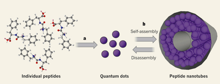 Самосборка пептидных квантовых точек (изображение: nature.com).