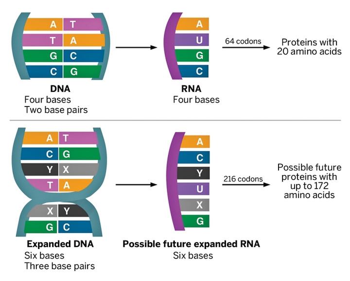 Всего два новых соединения расширяют диапазон биосинтеза возможных аминокислот с 20 до 172 (изображение: cen.acs.org).