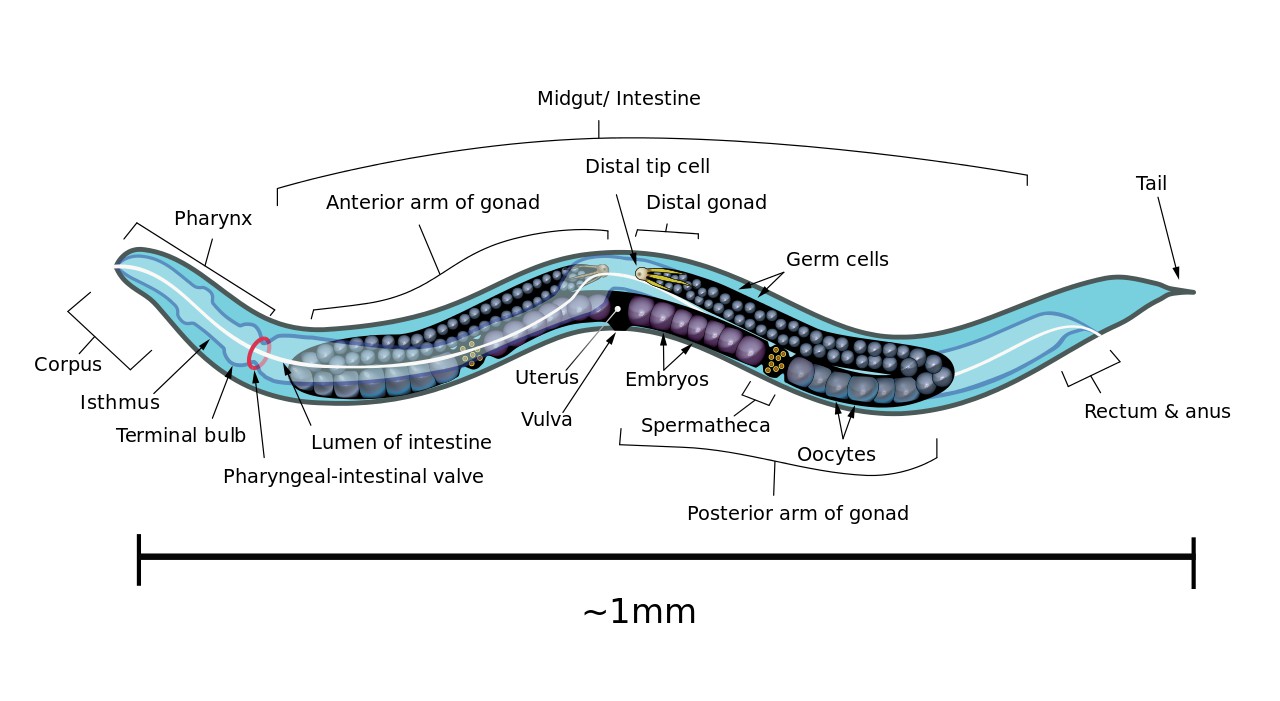 Caenorhabditis elegans.
