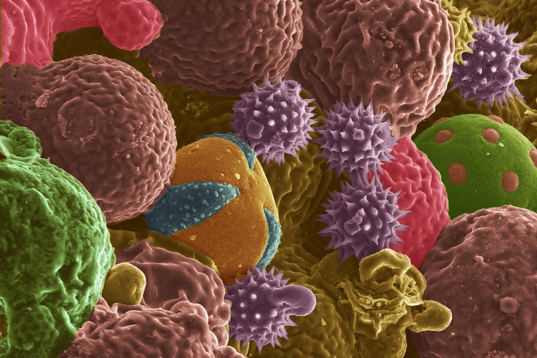 Пыльца из аллергена превращается в анодный материал (изображение сканирующей электронной микроскопии: Purdue University / Jialiang Tang, Kay J. Hagen).