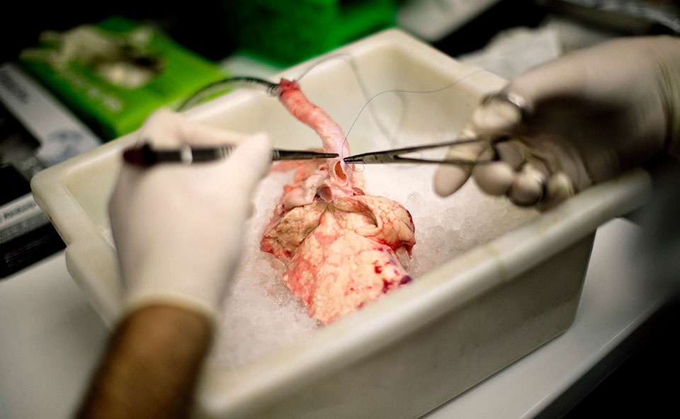 Органы для ксенотрасплантации подают охлаждёнными (фото: Chris Maddaloni / Nature).