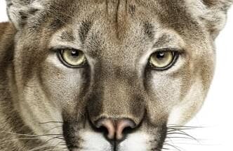 OS X 10.8 Mountain Lion поступит в продажу уже сегодня, 25 июля