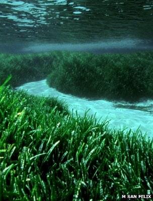 Водоросли В Море Фото Водоросли В Море Фото