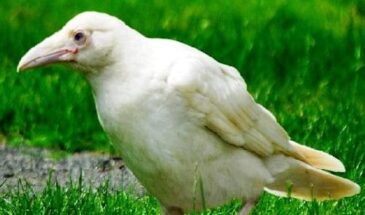 Военно-патриотическая литература: в погоне за белой вороной