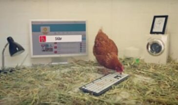 Твиты для сети австралийских ресторанов Chicken Treat пишет… цыпленок по имени Бетти.