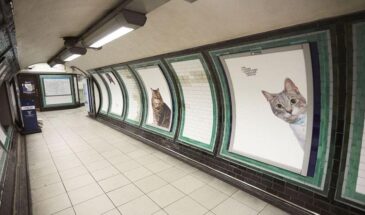 Британские волонтёры заменили рекламу в метро на фотографии котов