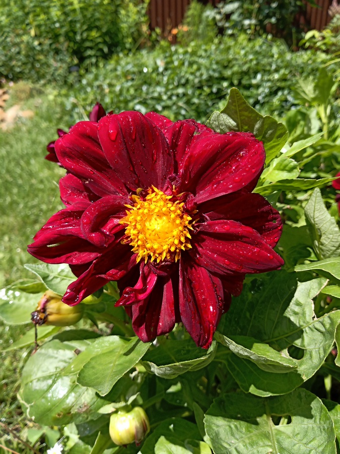 33a