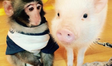 В Китае появился первый гибрид обезьяны и свиньи. Как и зачем создают «химер»?
