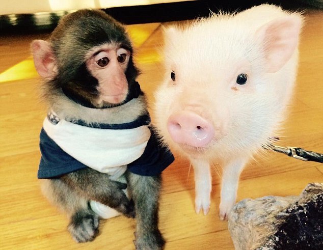 В Китае появился первый гибрид обезьяны и свиньи