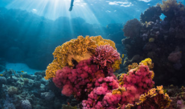 Деградирующие кораллы можно спасти с помощью подводных колонок