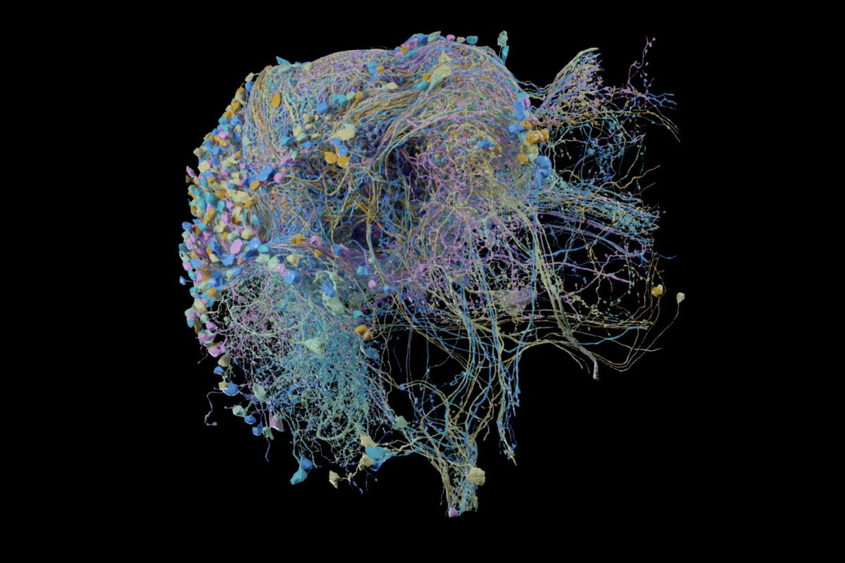 На карте мозга мухи-дрозофилы можно увидеть 20 миллионов синапсов