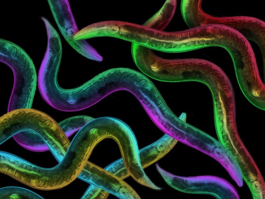 Манипуляции с двумя путями увеличили жизнь Caenorhabditis elegans на 500 %