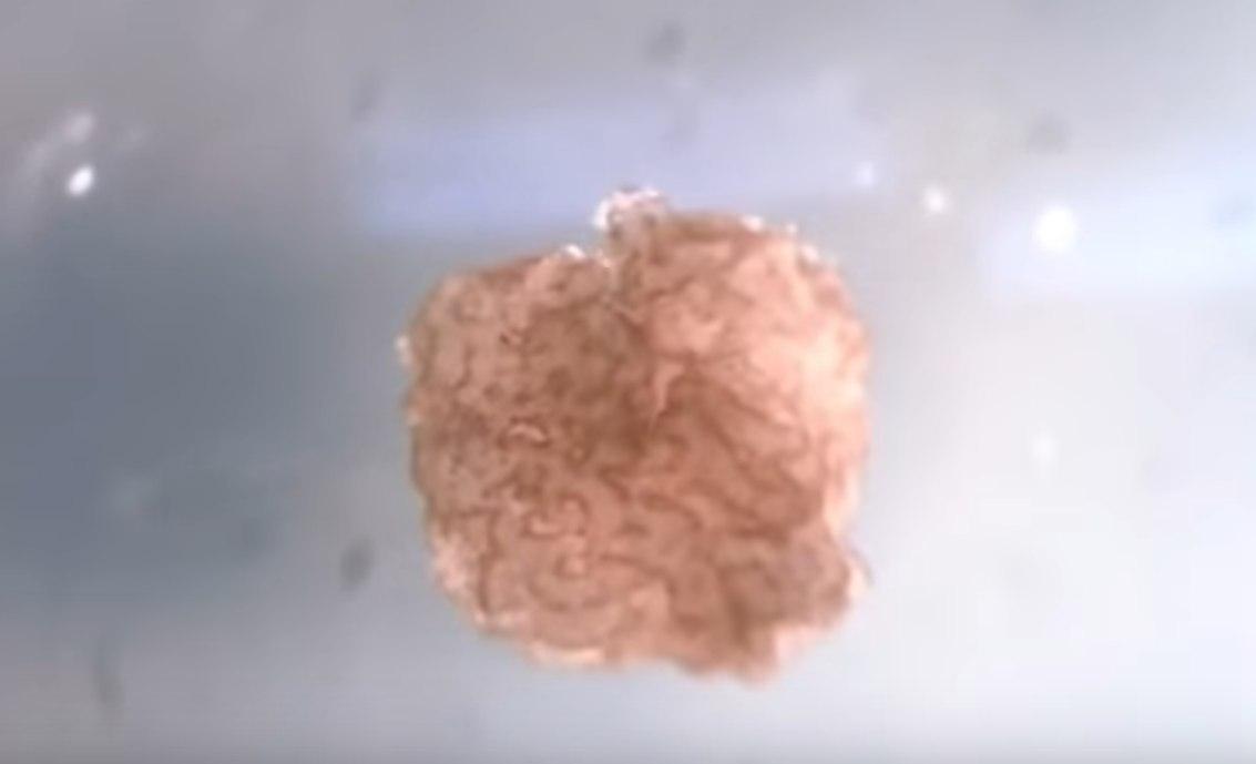 За основу биороботов взяты стволовые клетки лягушек