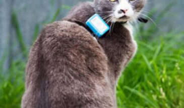 Ученые прикрепили к кошкам GPS-трекеры, чтобы узнать их места охоты и количество жертв