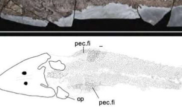Скелет древней рыбы рассказал об эволюции человеческой руки