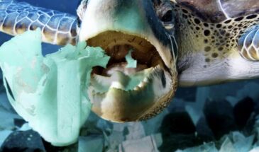 Ученые предлагают использовать пластик, который разлагает морская вода