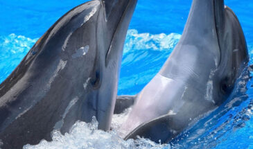 Самцы дельфинов способны подстраиваться под темп звуковых сигналов своих партнеров