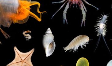 Глубоководная экспедиция открыла 30 новых существ