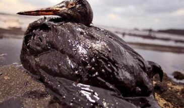 Ученые нашли необычный способ сбора нефти с водной поверхности