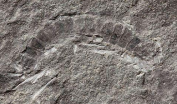 Ученые обнаружили окаменелость древнейшего в мире насекомого
