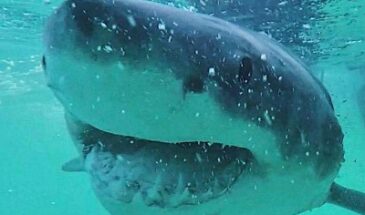 Новое исследование желудка акулы разрушает киномифы