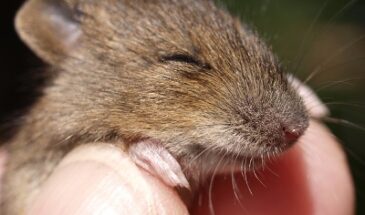 Ученые научились вызывать состояние спячки у мышей и крыс