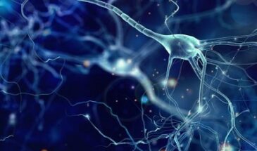 Ученые впервые записали процесс очищения мозга от мертвых клеток