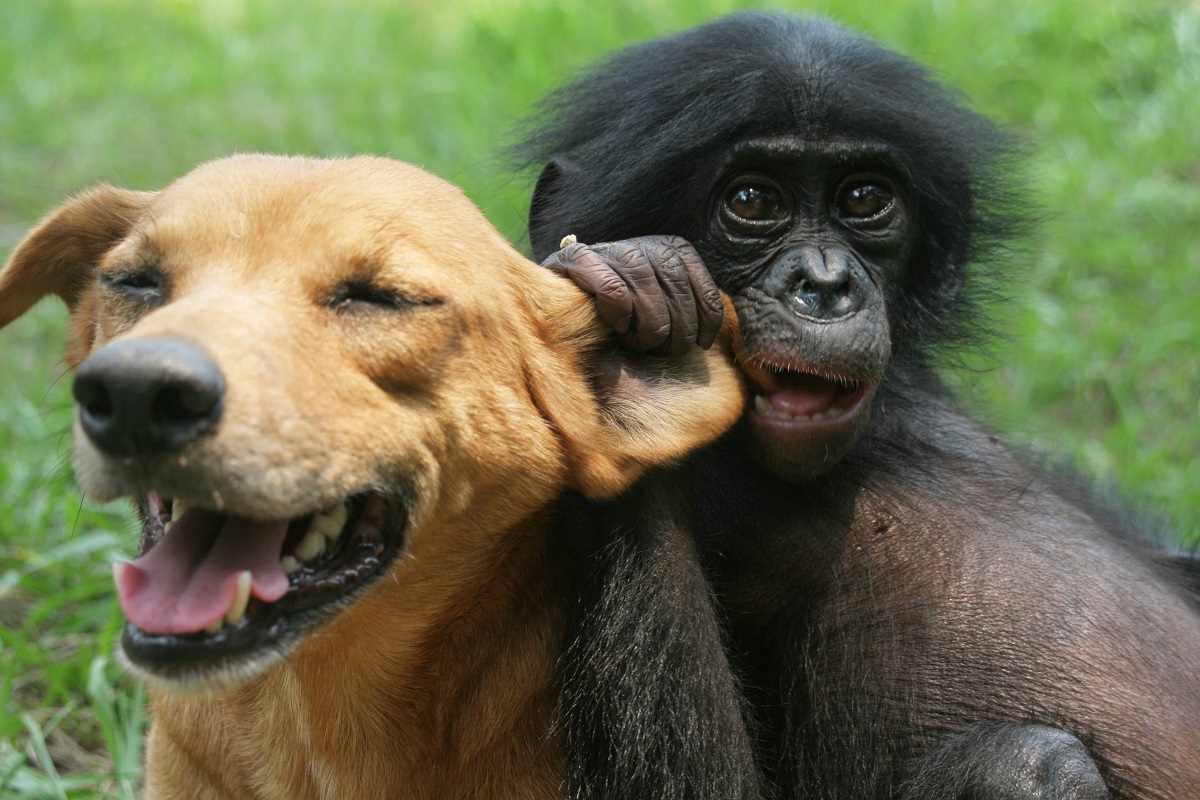 Более приветливый. Бонобо спаривание. Выживает самый дружелюбный. Выживут дружелюбные. Естественный отбор животные.