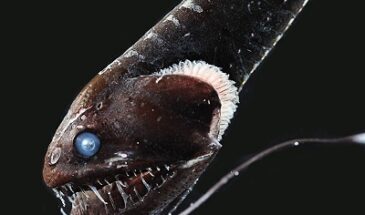 Ученые обнаружили рыбу, кожа которой поглощает 99,5 % света