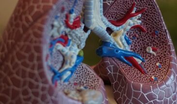 Ученые нашли новый способ лечения астмы и хронических болезней легких