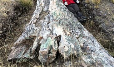 Ученые нашли окаменелое дерево, которое указывает на резкие изменения в климате