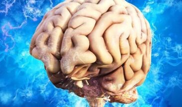 Дети смогли использовать оба полушария для изучения языков