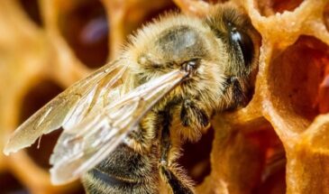 Ученые предложили бороться с раком груди при помощи яда пчел