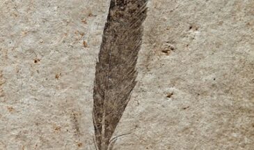 Исследователи выяснили, кому принадлежит самое древнее ископаемое перо
