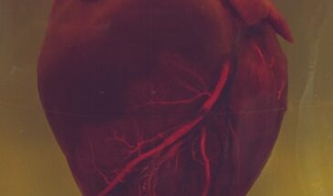 Исследование продемонстрировало молекулярный рисунок при стуке сердца