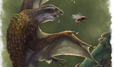 Некоторые крылатые динозавры оказались тупиковой ветвью эволюции