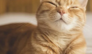 Ученые рассказали, как наладить общение с кошкой с помощью моргания