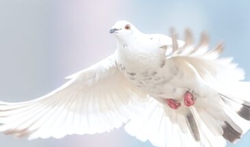 Швейцарские ученые отпугивают голубей с помощью дронов