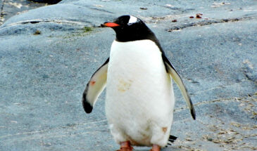 Linux 6.0 вышел в релиз