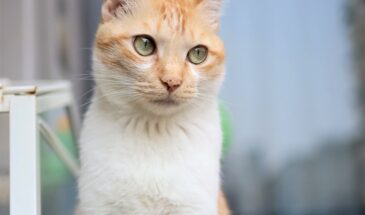Flipper Zero помог коту вернуться домой