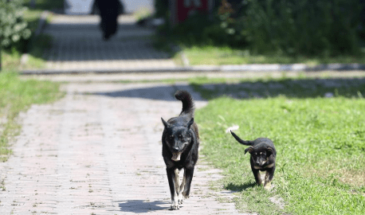 В России создали нейросеть для поиска потерявшихся питомцев