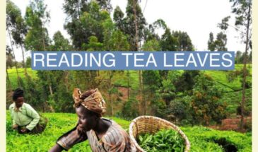 Роботы отбирают работу сборщиков чая в Кении