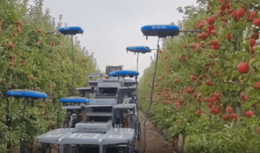 Дронов научили собирать яблоки