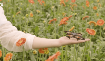 Дроны борются с вредителями в теплицах