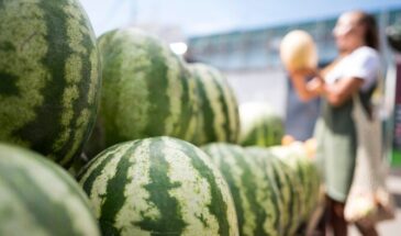 Российские ученые разрабатывают приложение для определения спелости фруктов