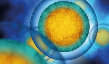 Британский стартап привлек £7,6 млн на внедрение ИИ в стволовую терапию