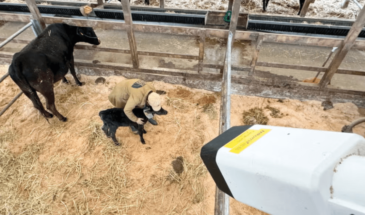 Система искусственного интеллекта научилась определять время родов животных