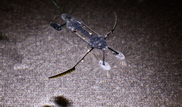 По образцу насекомых созданы мини-роботы, которые могут быть самыми маленькими из существующих