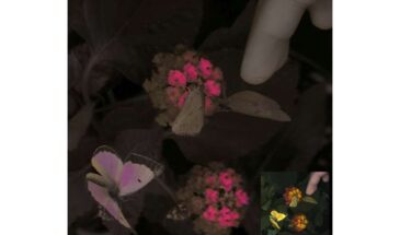 Новая камера позволяет увидеть мир глазами животных с точностью более 90%