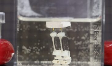 Ученые создали двуногого робота с мышечной тканью